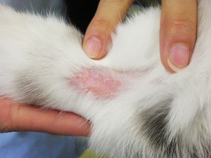 猫の皮膚炎
