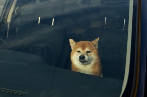 ペットも絶対に車内で待たせない！