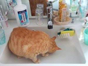 飲水量が増える猫