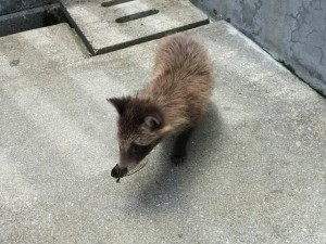 タヌキと過ごした夏 アニス動物病院